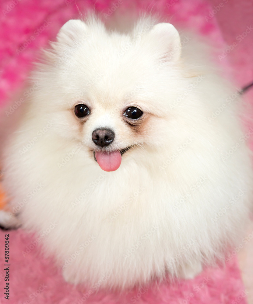Cute Pomeranian white