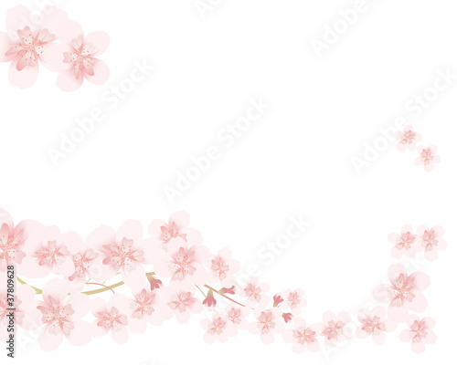 cherry blossom line