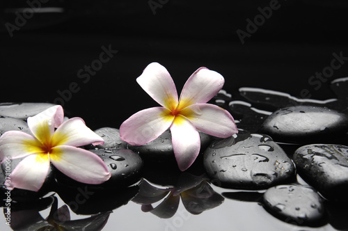 with frangipani flowers on pebbles