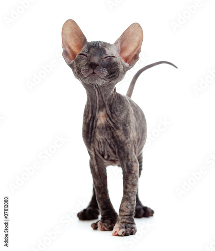 Fotografia Satisfied hairless sphynx kitten