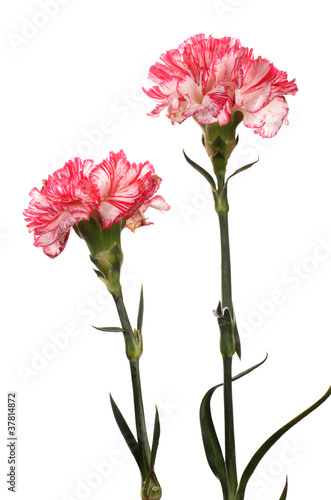 Slika na platnu Beautiful carnations isolated on white