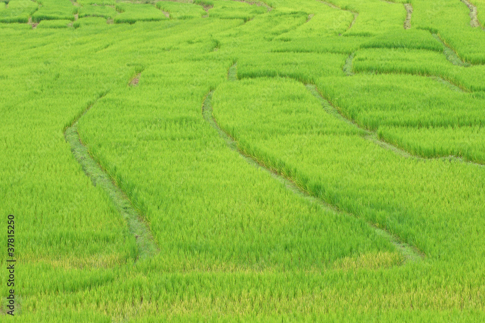 rice field