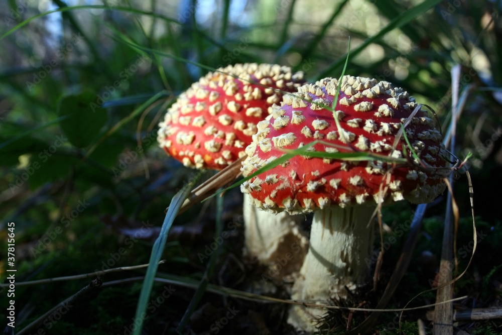 Fototapeta premium Amanita muscaria