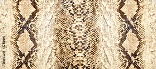 Snake skin, reptile