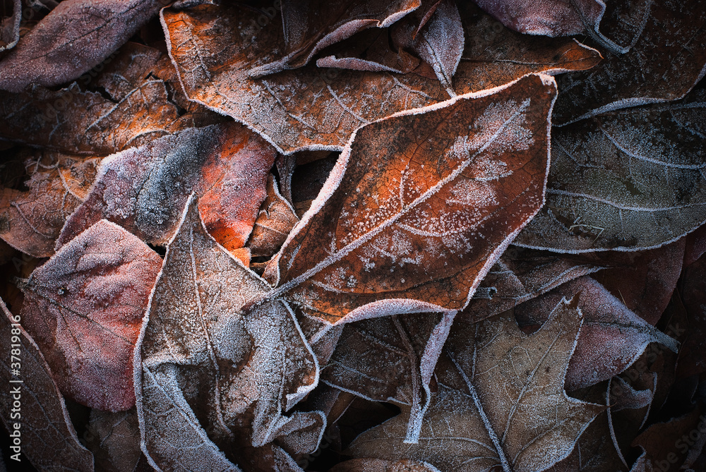 frozen leaves - foglie ghiacciate