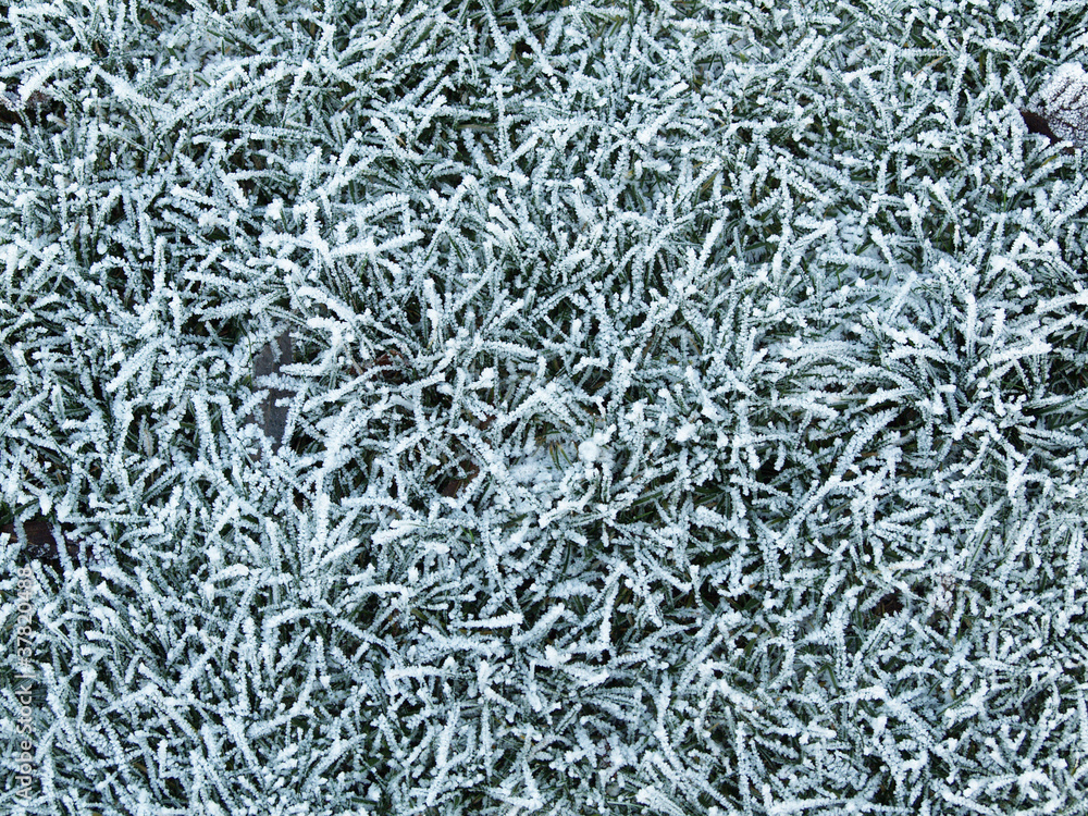 Gras mit Rauhreif, winterlicher Hintergrund Gras mit Rauhreif, winterlicher Hintergrund