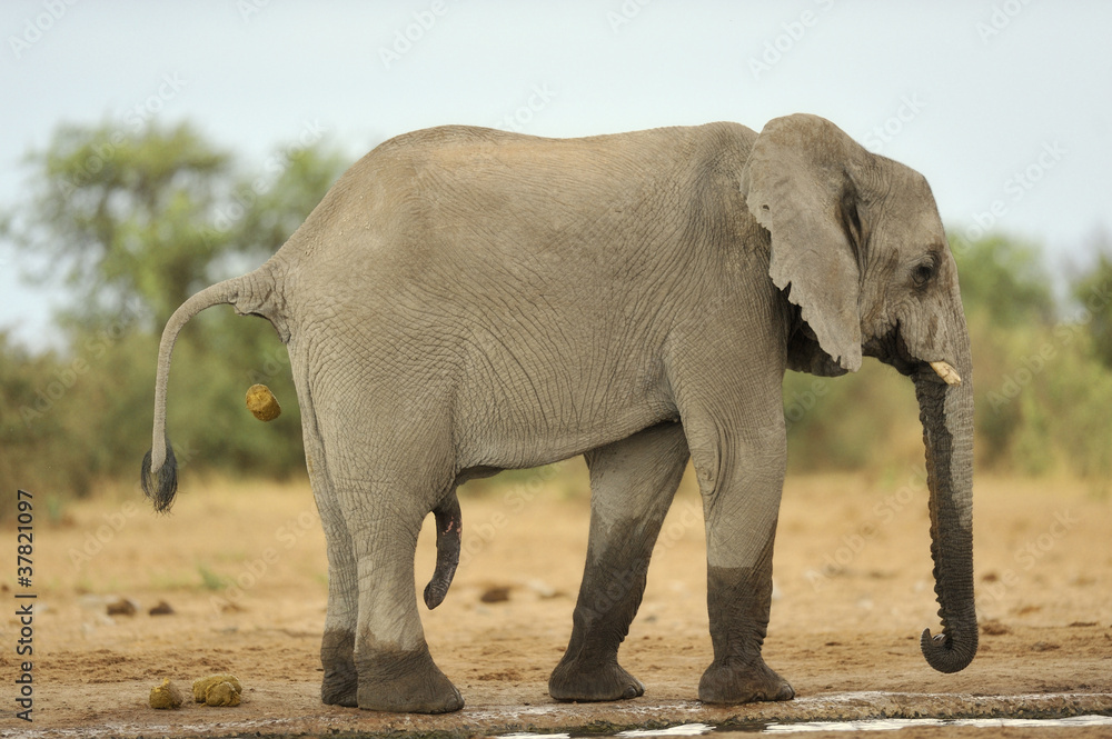 Naklejka premium Elephant #8