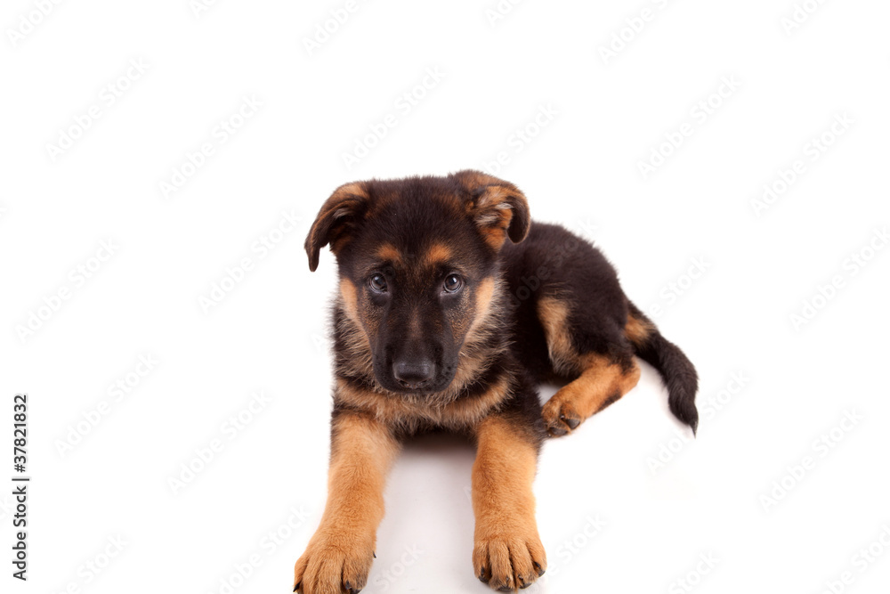 German Shepherd dog