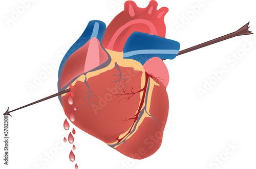 cuore umano