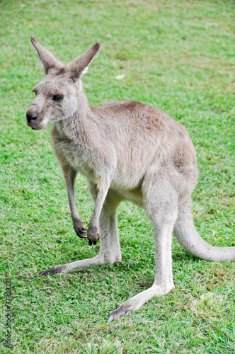 Australian Grey Kangaroo