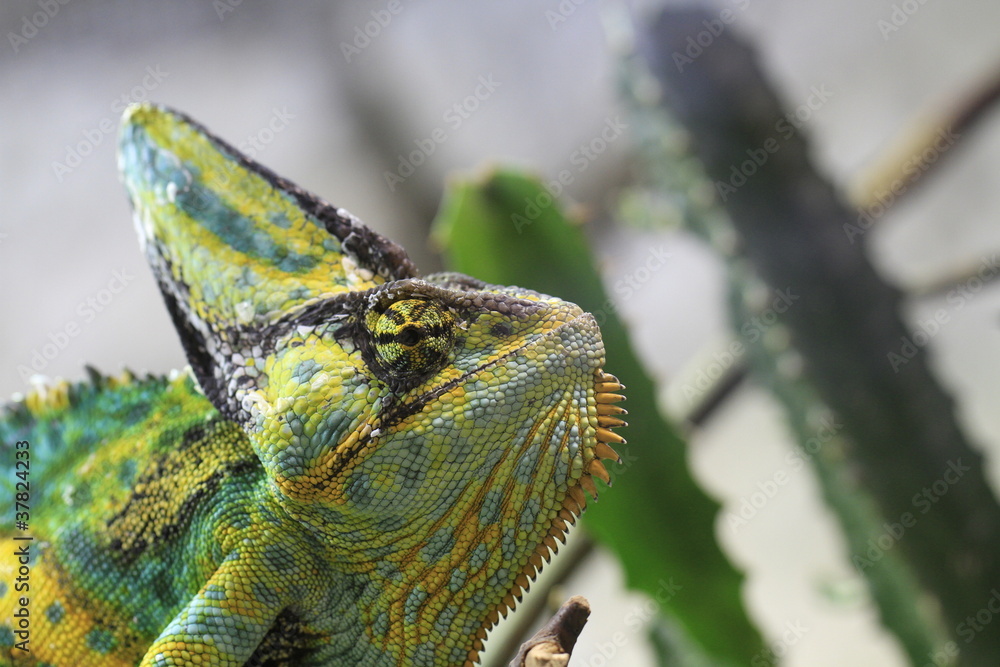 Naklejka premium Jemenchamäleon in Nahaufnahme