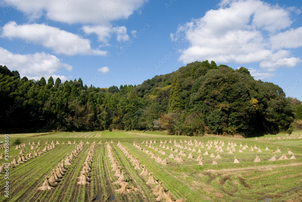 里山の収穫後の田んぼ