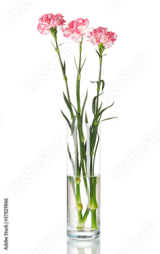 Beautiful carnations transparent vase isolated on white © Africa Studio