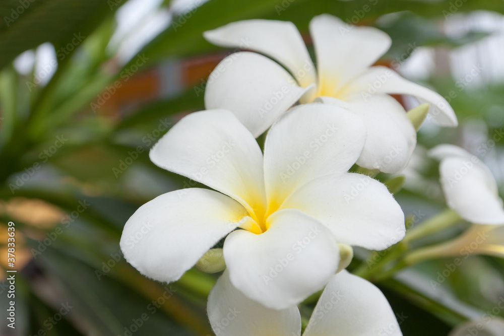 frangipani, Plumeria...tropical flower frangipani, Plumeria...tropical flower