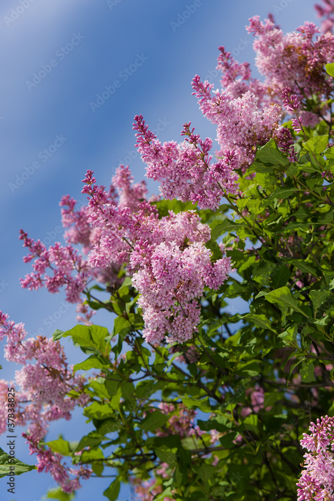 branches of a lilac