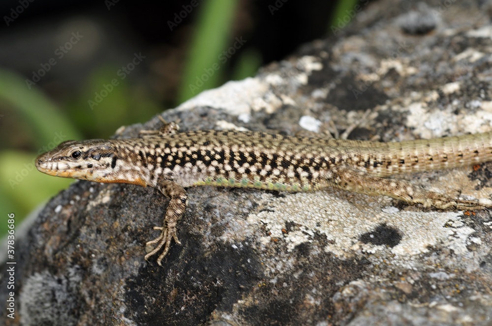 Podarcis erhardii rivetti, Greece Podarcis erhardii rivetti, Greece