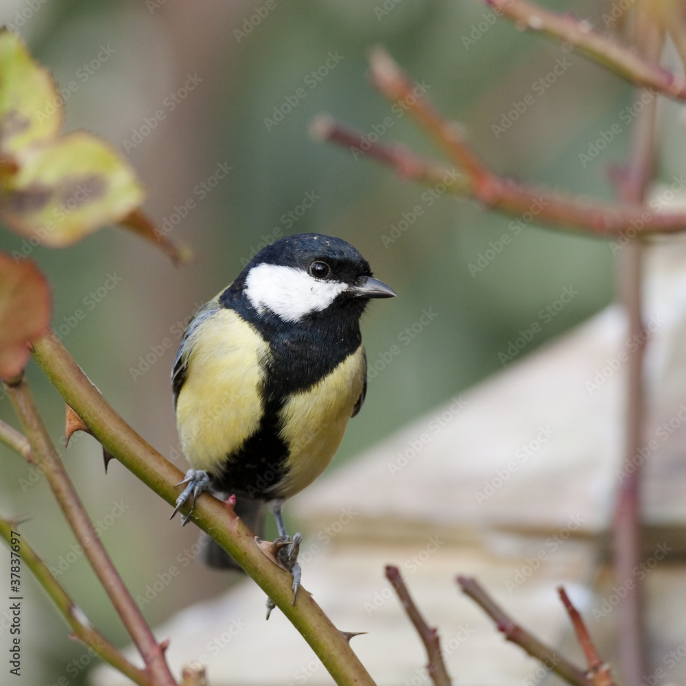 Parus major - Mésange charbonnière - Great Tit Parus major - Mésange charbonnière - Great Tit