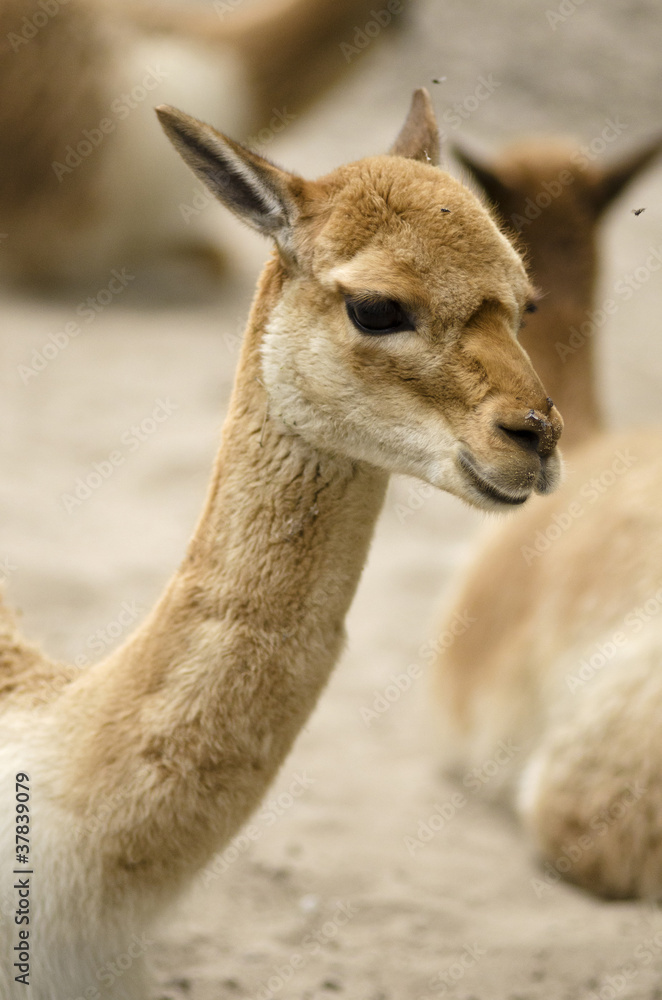 Vicugna (Llama) Vicugna (Llama)