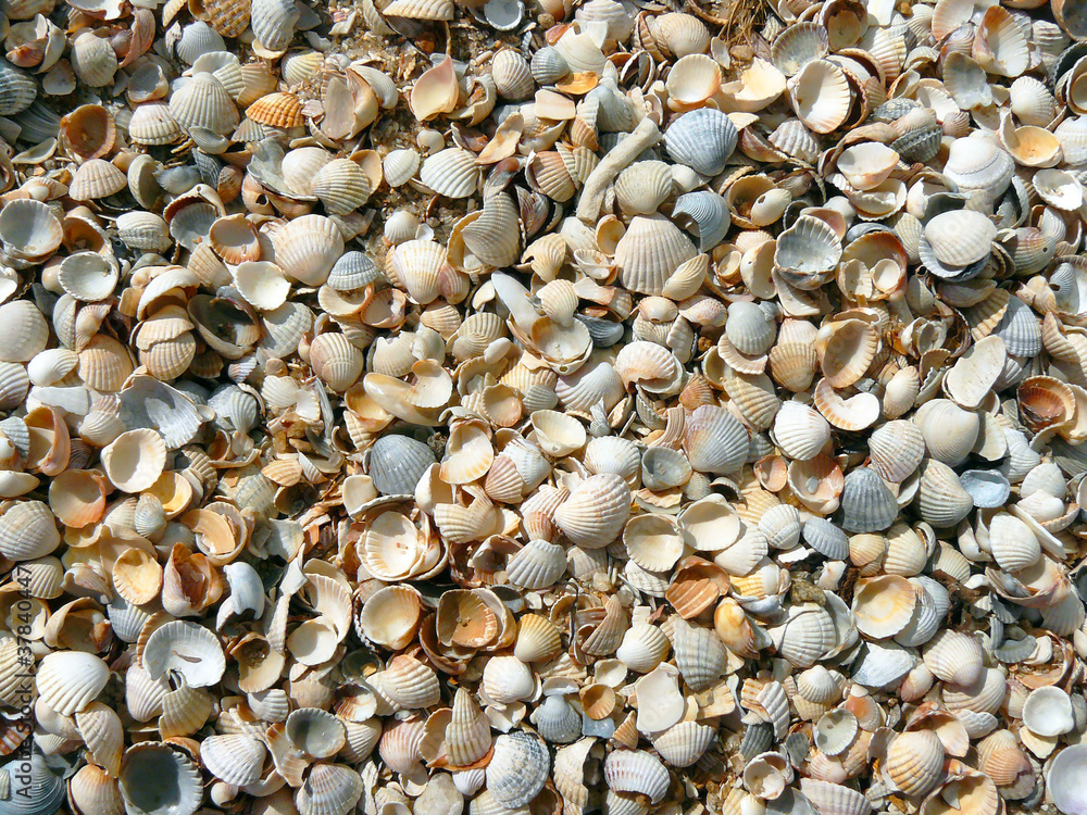 Beach, shell