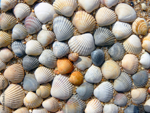 Beach shell sea