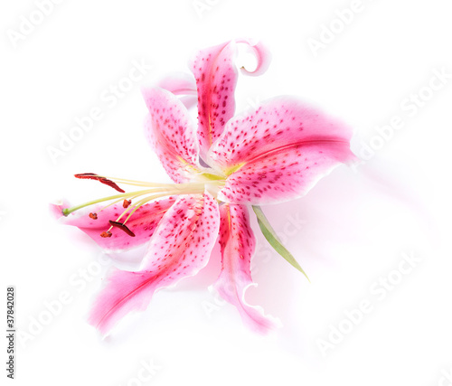 Fotografie Stargazer lily isolated