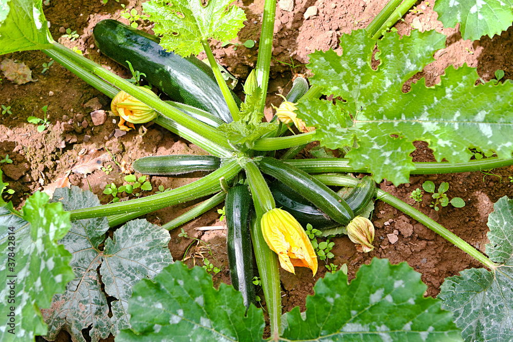 Obraz premium Zucchini im Garten