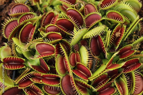 Carnivorous plant
