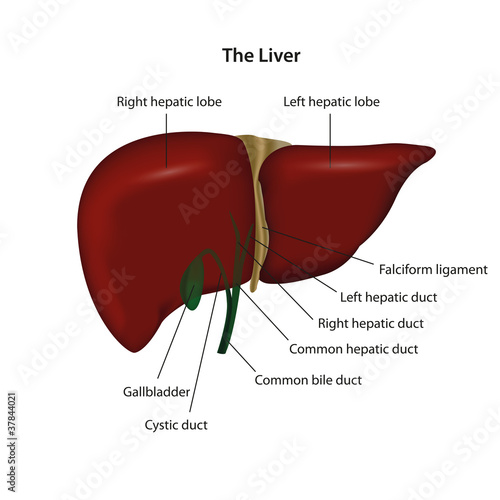 liver vector illustration