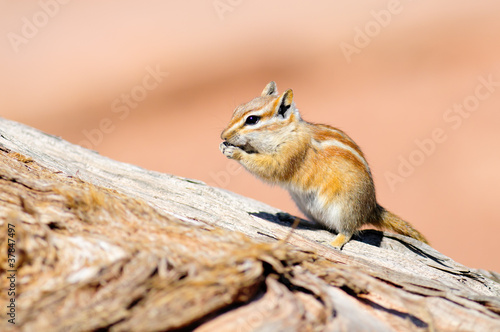 Hopi Chipmunk in Canyonlands national park, Utah USA photo