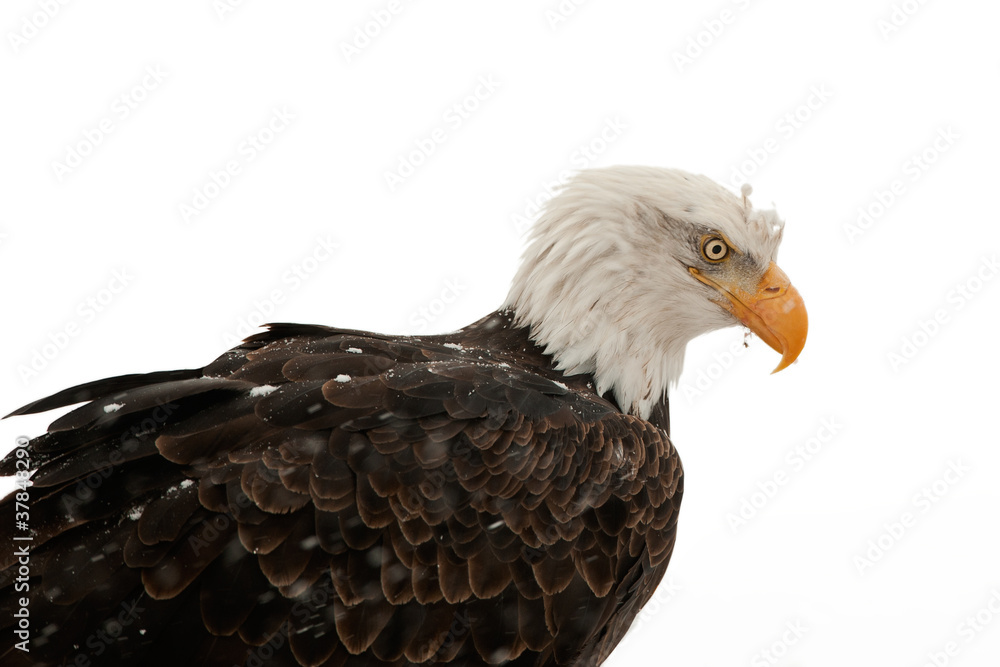 Obraz premium Portrait Bald eagle (Haliaeetus leucocephalus washingtoniensis)