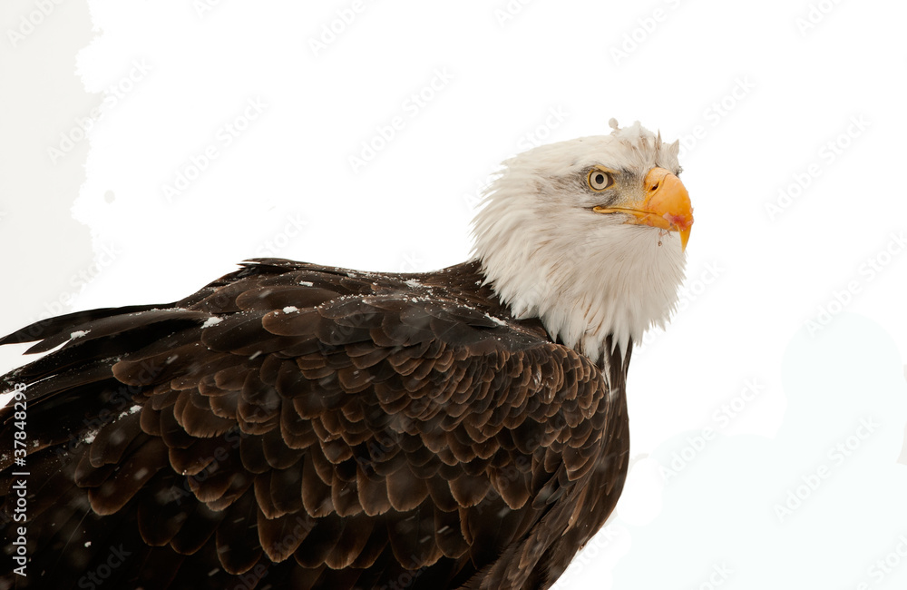 Obraz premium Portrait Bald eagle (Haliaeetus leucocephalus washingtoniensis)