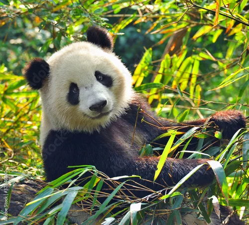 Fototapeta na wymiar Głodny gigantyczny miś panda je bambusa