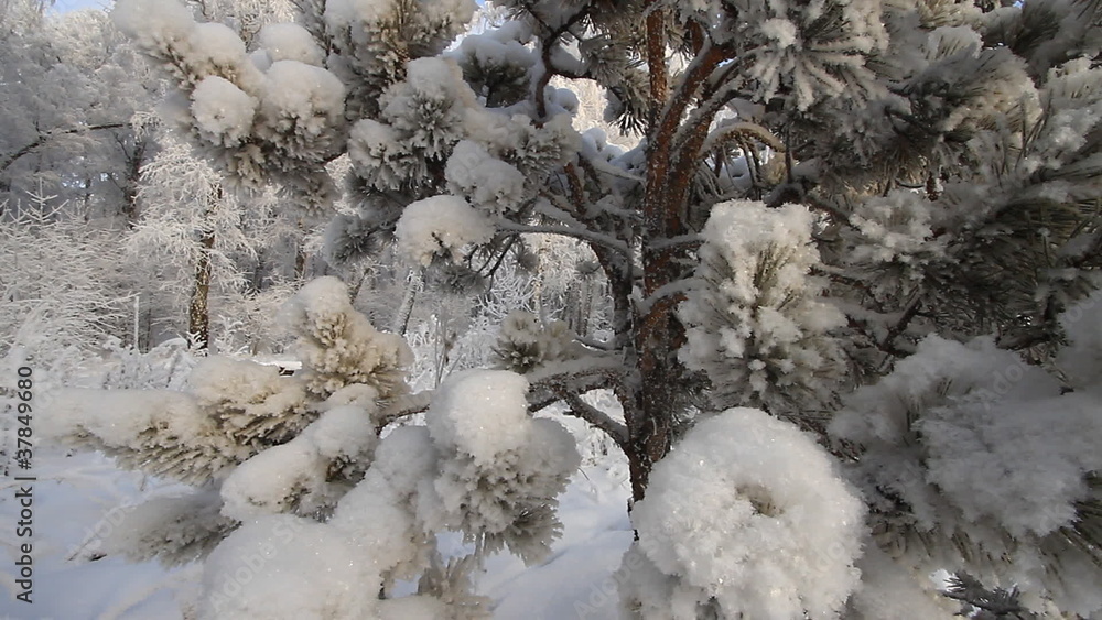 Forest in winter. Forest in winter.