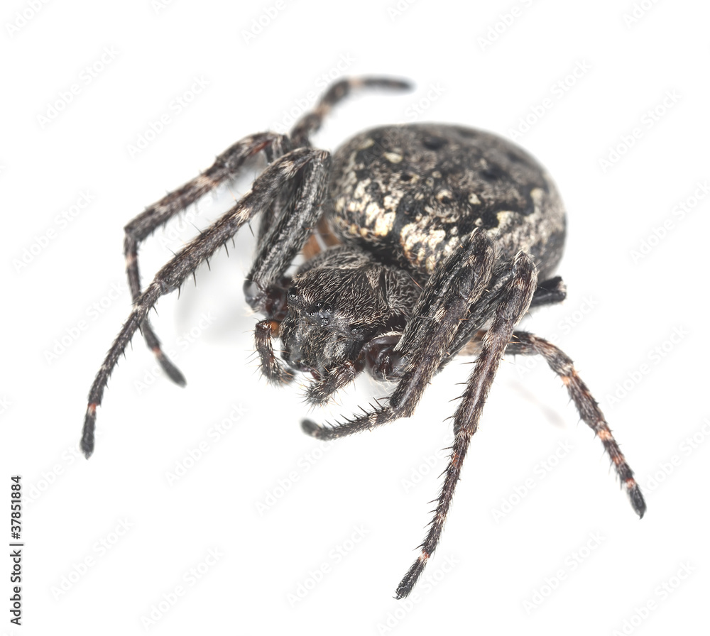 Orb-weaver isolated on white background, macro photo Orb-weaver isolated on white background, macro photo