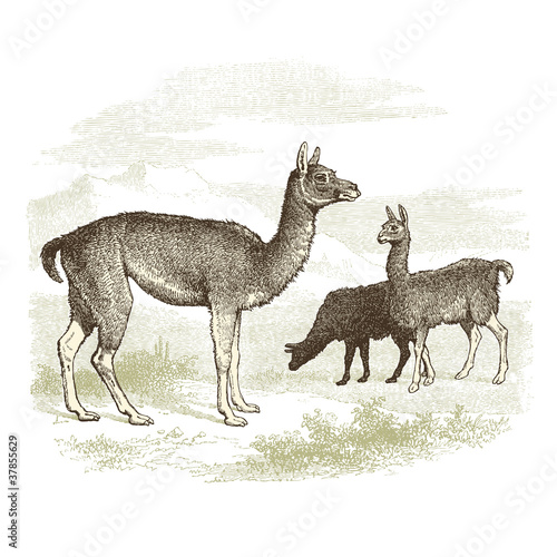 Lama