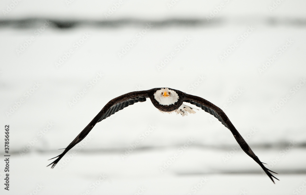 Fototapeta premium Flying Bald Eagle on snow covered background.