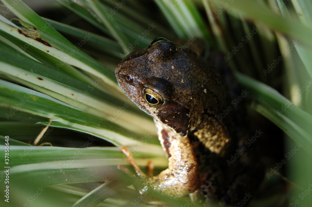 Frog in the reeds