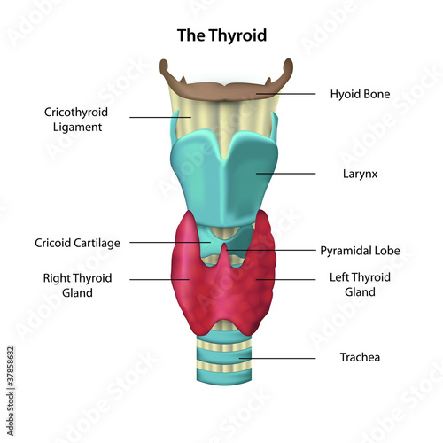 anatomie of the thyroid illustration