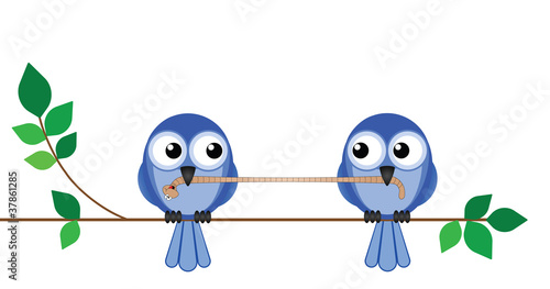 Two birds fighting over a worm for lunch