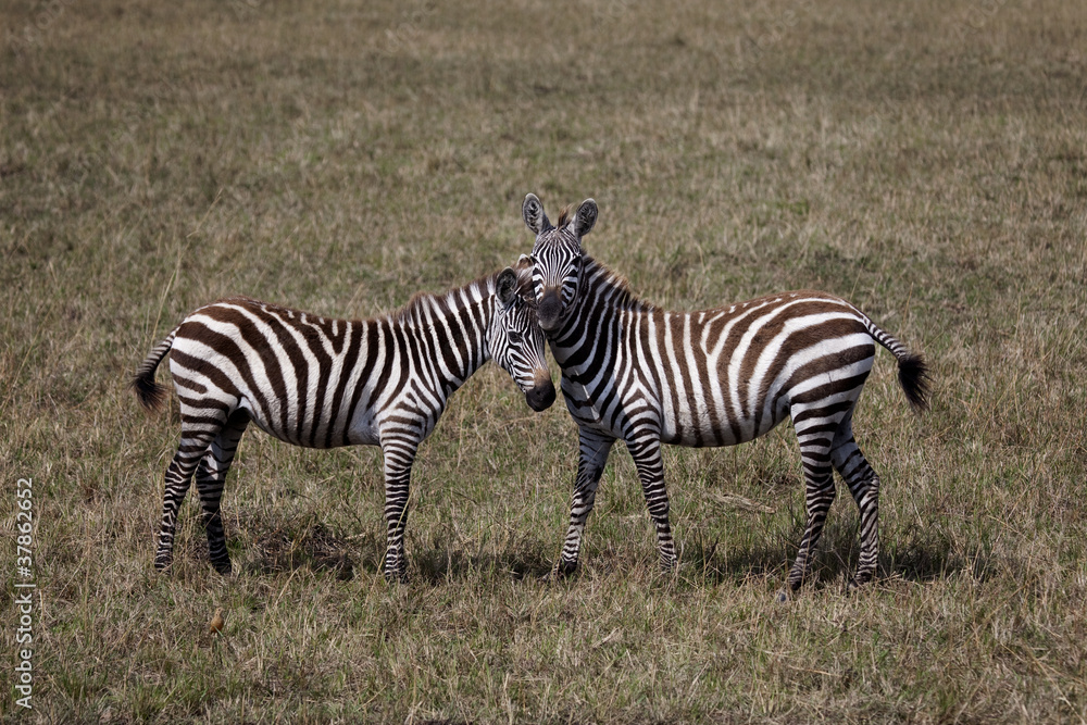 Zebras 9029 Zebras 9029