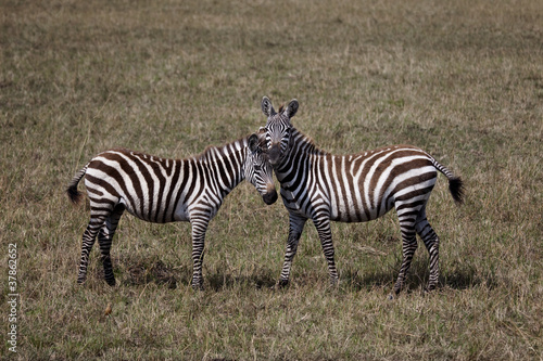 Zebras 9029