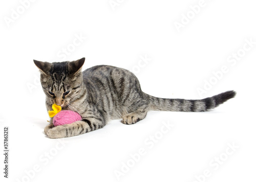 Cute tabby cat with toy © Tony Campbell