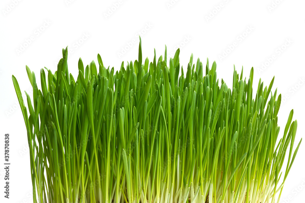 Gras - Frische Gras - Frische