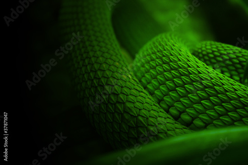 the body of a snake, the green skin of a python, coiled and ready to be thrown