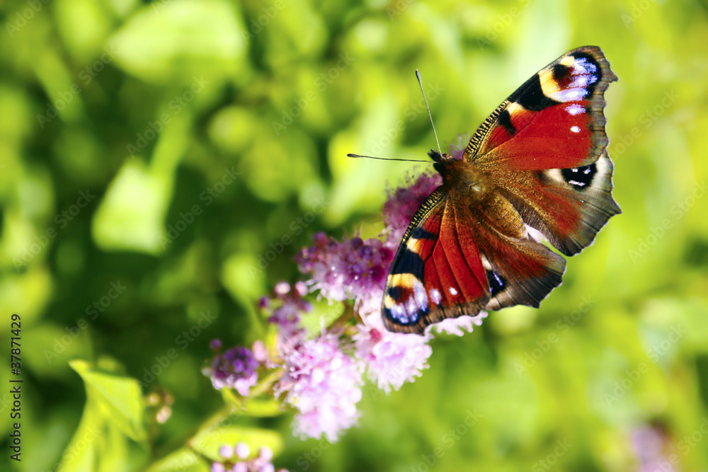 Obraz premium Бабочка.