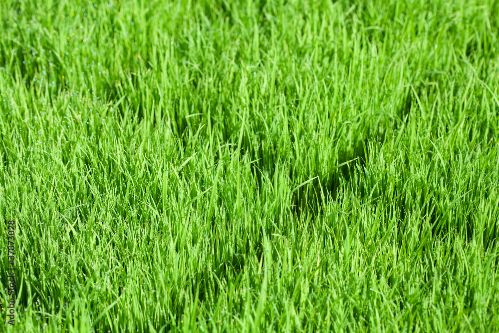Young green paddy plant suitable background Young green paddy plant suitable background