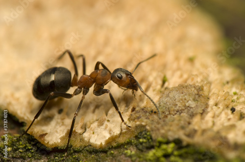 Ant - Formica rufa © Gucio_55