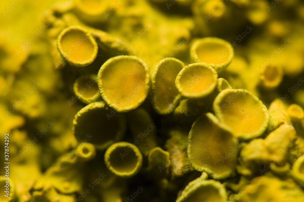 Xanthoria polycarpa