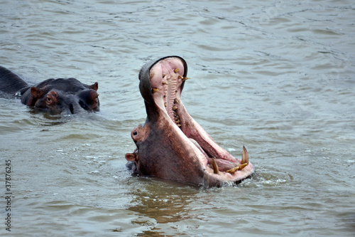 Hippopotamus displaying his teeth