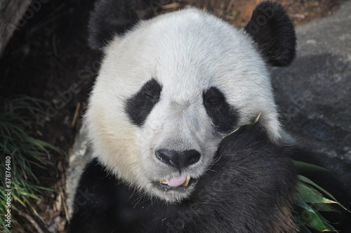 Fototapeta Naklejka Na Ścianę i Meble -  Giant Panda Eating